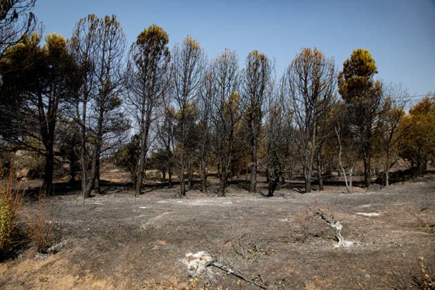 Optimism Following Effective Firefighting Efforts in Ávila Land burned by the wildfire between Cebreros and El Tiemblo, as of July 28, 2026, in Ávila, Castile and León, Spain. Efforts to contain the fire, which originated in Burgohondo and is spreading throughout the province of Ávila, are generating optimism thanks to highly effective firefighting operations. Efforts have focused primarily on protecting the area around the Casilla Pass, the entrance to the nature reserve, the Tiemblo chestnut grove, and the Mijares Pass. July 28, 2026 Ávila, Castile and León Ávila, Castile and León, Spain  Copyright: xRafaelxBastantex 7690793