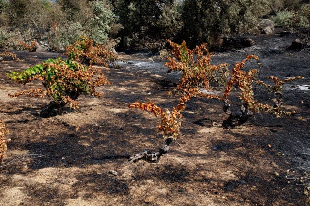 Optimism Following Effective Firefighting Efforts in Ávila Land burned by the wildfire between Cebreros and El Tiemblo, as of July 28, 2026, in Ávila, Castile and León, Spain. Efforts to contain the fire, which originated in Burgohondo and is spreading throughout the province of Ávila, are generating optimism thanks to highly effective firefighting operations. Efforts have focused primarily on protecting the area around the Casilla Pass, the entrance to the nature reserve, the Tiemblo chestnut grove, and the Mijares Pass. July 28, 2026 Ávila, Castile and León Ávila, Castile and León, Spain  Copyright: xRafaelxBastantex 7690796