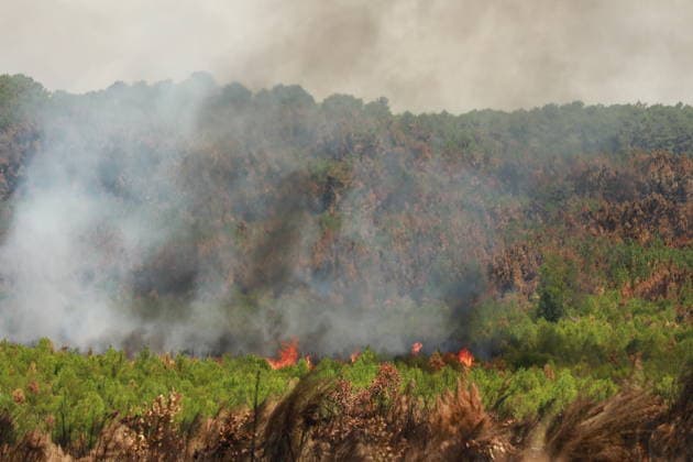 French wildfires burn more than 116,000 hectares this season, minister says LEGE-CAP-FERRET, FRANCE - JULY 28: Smoke rises over a forest as a wildfire spreads in Lege-Cap-Ferret, France on July 28, 2026. A fleet of 67 aircraft, including 12 Canadair water bombers, eight Dash planes, and 16 leased helicopters and aircraft, was deployed to assist firefighting operations in extinguishing the blaze. Mohamad Salaheldin Abdelghani Alsayed Anadolu Lege-cap-ferret France. Editorial use only. Please get in touch for any other usage.  Copyright: x2026xAnadoluxMohamadxSalaheldinxAbdelghanixAlsayedx