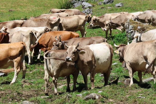 28.07.2026 Schweiz. Landwirtschaft,Berglandwirtschaft ,Bild, Kuehe auf einer Alp im Haslital BE *** July 28, 2026 Switzerland Agriculture, Mountain Farming, Photo, Cows on an alp in the Haslital, BE 