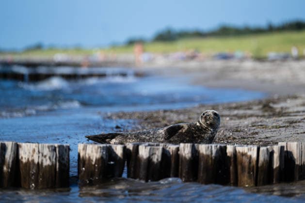 Dierhagen Ost Strand, Deutschland 28. Juli 2026: Im Bild: Dierhagen Ost, 28.07.2026: Eine Robbe liegt am Strand von Dierhagen Ost an der Ostseeküste und ruht im flachen Uferbereich hinter einer Buhne. Die Aufnahme eignet sich zur Illustration von Themen rund um Robben, Meeressäuger, Ostsee, Küstenschutz, Naturschutz und Wildtiere. Strand Mecklenburg Vorpommern *** Dierhagen Ost Beach, Germany, July 28, 2026. Pictured: Dierhagen Ost, July 28, 2026 A seal lies on the beach at Dierhagen East on the Baltic Sea coast, resting in the shallow water behind a groyne. The photo is suitable for illustrating topics related to seals, marine mammals, the Baltic Sea, coastal protection, nature conservation, and wildlife. Beach in Mecklenburg-Western Copyright: xFotostandx xVoelkerx