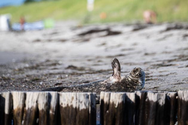 Dierhagen Ost Strand, Deutschland 28. Juli 2026: Im Bild: Dierhagen Ost, 28.07.2026: Eine Robbe liegt am Strand von Dierhagen Ost an der Ostseeküste und ruht im flachen Uferbereich hinter einer Buhne. Die Aufnahme eignet sich zur Illustration von Themen rund um Robben, Meeressäuger, Ostsee, Küstenschutz, Naturschutz und Wildtiere. Strand Mecklenburg Vorpommern *** Dierhagen Ost Beach, Germany, July 28, 2026. Pictured: Dierhagen Ost, July 28, 2026 A seal lies on the beach at Dierhagen Ost on the Baltic Sea coast, resting in the shallow water behind a groyne. The photo is suitable for illustrating topics related to seals, marine mammals, the Baltic Sea, coastal protection, nature conservation, and wildlife. Beach in Mecklenburg-Western Copyright: xFotostandx xVoelkerx