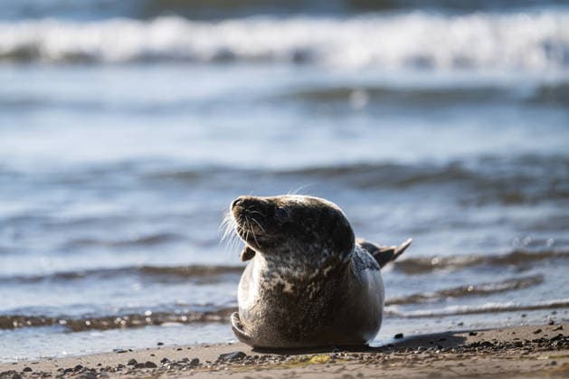 Dierhagen Ost Strand, Deutschland 28. Juli 2026: Im Bild: Dierhagen Ost, 28.07.2026: Eine Robbe liegt am Strand von Dierhagen Ost an der Ostseeküste und ruht im flachen Uferbereich. Die Aufnahme eignet sich zur Illustration von Themen rund um Robben, Meeressäuger, Ostsee, Küstenschutz, Naturschutz und Wildtiere. Strand Mecklenburg Vorpommern *** Dierhagen Ost Beach, Germany, July 28, 2026. Pictured: Dierhagen East, July 28, 2026. A seal lies on the beach at Dierhagen East on the Baltic Sea coast, resting in the shallow water near the shore. The photo is suitable for illustrating topics related to seals, marine mammals, the Baltic Sea, coastal protection, nature conservation, and wildlife. Beach in Mecklenburg-Western Pomerania Copyright: xFotostandx xVoelkerx