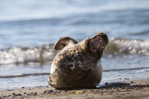 Dierhagen Ost Strand, Deutschland 28. Juli 2026: Im Bild: Dierhagen Ost, 28.07.2026: Eine Robbe liegt am Strand von Dierhagen Ost an der Ostseeküste und ruht im flachen Uferbereich. Die Aufnahme eignet sich zur Illustration von Themen rund um Robben, Meeressäuger, Ostsee, Küstenschutz, Naturschutz und Wildtiere. Strand Mecklenburg Vorpommern *** Dierhagen Ost Beach, Germany, July 28, 2026. Pictured: Dierhagen East, July 28, 2026. A seal lies on the beach at Dierhagen East on the Baltic Sea coast, resting in the shallow water near the shore. The photo is suitable for illustrating topics related to seals, marine mammals, the Baltic Sea, coastal protection, nature conservation, and wildlife. Beach in Mecklenburg-Western Pomerania Copyright: xFotostandx xVoelkerx
