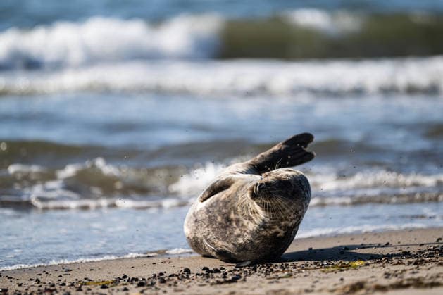 Dierhagen Ost Strand, Deutschland 28. Juli 2026: Im Bild: Dierhagen Ost, 28.07.2026: Eine Robbe liegt am Strand von Dierhagen Ost an der Ostseeküste und ruht im flachen Uferbereich. Die Aufnahme eignet sich zur Illustration von Themen rund um Robben, Meeressäuger, Ostsee, Küstenschutz, Naturschutz und Wildtiere. Strand Mecklenburg Vorpommern *** Dierhagen Ost Beach, Germany, July 28, 2026. Pictured: Dierhagen East, July 28, 2026. A seal lies on the beach at Dierhagen East on the Baltic Sea coast, resting in the shallow water near the shore. The photo is suitable for illustrating topics related to seals, marine mammals, the Baltic Sea, coastal protection, nature conservation, and wildlife. Beach in Mecklenburg-Western Pomerania Copyright: xFotostandx xVoelkerx