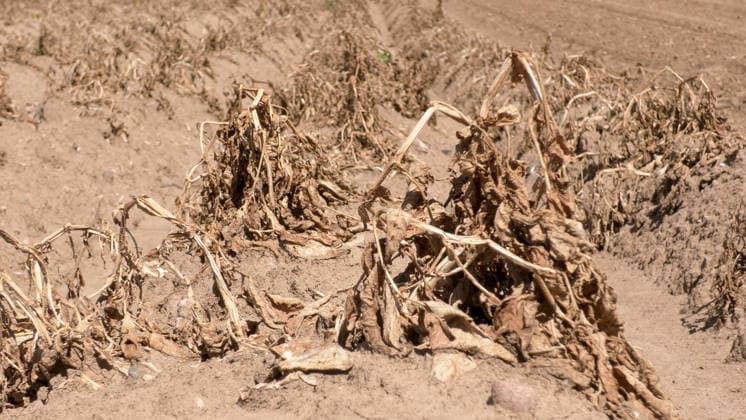 Deutschland steuert auf eine historische Dürrewelle zu und nun droht eine erneute mehrtägige Hitzewelle in Deutschland. Bis Mitte nächster Woche könnten erneut Temperaturen von bis zu 40 Â°C erreicht werden. Regen Fehlanzeige. Wie schlimm die Dürre bereits zugeschlagen hat, findet man vor allem am Rhein. Die Felder sind völlig ausgedorrt, Pflanzen vollkommen vertrocknet, die Bewässerung ist nur ein Tropfen auf einem heißen Stein. Bauern ackern bereits jetzt ihre staubtrockenen Felder. Einige Bäume haben bereits ihre Blätter abgeworfen und befinden sich bereits im Herbstmodus. Auf dem Rhein verursacht der sinkende Pegelstand immer mehr Probleme. Einige Autofähren mussten ihren Betrieb einstellen. Der Güterschiffsverkehr kann
