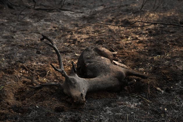 The fire in Burgohondo, Ávila, is not spreading, but it will still take several days to bring it under control. A deer burned by the wildfire on the outskirts of Casavieja, on July 29, 2026, in Ávila, Castile and León, Spain. The fire suppression director for the Castile and León Regional Government’s Infocal operation at the Burgohondo, Ávila, fire stated that overnight, emergency crews managed to prevent the fire from spreading, however, he warned that it will take many days of work to bring it under control. JULY 29, 2026 Alejandro Martínez Vé Ávila, Castile and León Ávila, Castile and León, Spain  Copyright: xAlejandroxMartinezxVÃ lezx 7693644