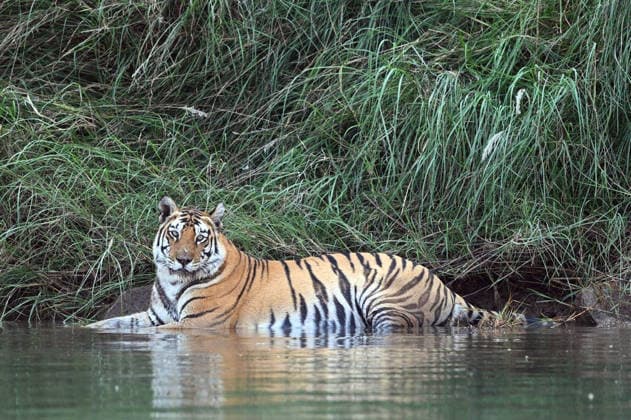 RECORD DATE NOT STATED PM Modi shares tiger portrait on Global Tiger Day, highlights commitment to wildlife conservation New Delhi, Jul 29 (ANI): Prime Minister Narendra Modi tweeted this portrait of a tiger on his X handle on the occasion of Global Tiger Day, highlighting India s commitment towards tiger conservation, protection of wildlife and preserving biodiversity on Wednesday. (@narendramodi X ANI Photo) New Delhi Delhi India Copyright: xANIx ANI_20260729015