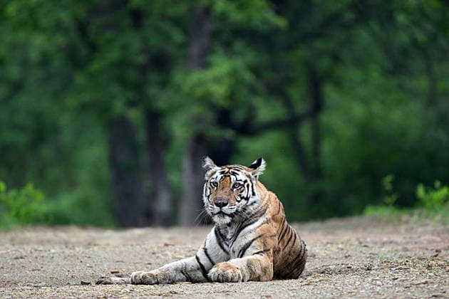 RECORD DATE NOT STATED PM Modi shares tiger picture on Global Tiger Day, highlights commitment to wildlife conservation New Delhi, Jul 29 (ANI): Prime Minister Narendra Modi shares this picture of a tiger on his X handle on the occasion of Global Tiger Day, highlighting India s commitment towards tiger conservation, protection of wildlife and preserving biodiversity on Wednesday. (@narendramodi X ANI Photo) New Delhi Delhi India Copyright: xANIx ANI_20260729016