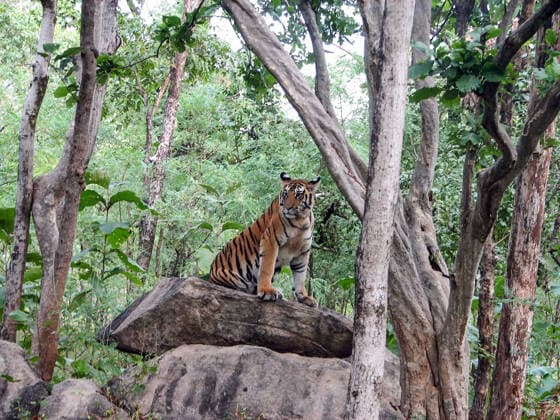 RECORD DATE NOT STATED PM Modi shares tiger picture on Global Tiger Day, highlights commitment to wildlife conservation New Delhi, Jul 29 (ANI): Prime Minister Narendra Modi shares this picture of a tiger on his X handle on the occasion of Global Tiger Day, highlighting India s commitment towards tiger conservation, protection of wildlife and preserving biodiversity on Wednesday. (@narendramodi X ANI Photo) New Delhi Delhi India Copyright: xANIx ANI_20260729018