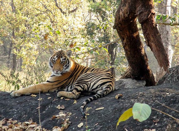 RECORD DATE NOT STATED PM Modi shares tiger picture on Global Tiger Day, highlights commitment to wildlife conservation New Delhi, Jul 29 (ANI): Prime Minister Narendra Modi shares this picture of a tiger on his X handle on the occasion of Global Tiger Day, highlighting India s commitment towards tiger conservation, protection of wildlife and preserving biodiversity on Wednesday. (@narendramodi X ANI Photo) New Delhi Delhi India Copyright: xANIx ANI_20260729019