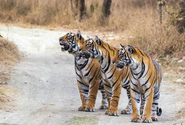 RECORD DATE NOT STATED PM Modi shares pictures of tigers on Global Tiger Day, highlights commitment to wildlife conservation New Delhi, Jul 29 (ANI): Prime Minister Narendra Modi shares this picture of tigers on his X handle on the occasion of Global Tiger Day, highlighting India s commitment towards tiger conservation, protection of wildlife and preserving biodiversity on Wednesday. (@narendramodi X ANI Photo) New Delhi Delhi India Copyright: xANIx ANI_20260729021