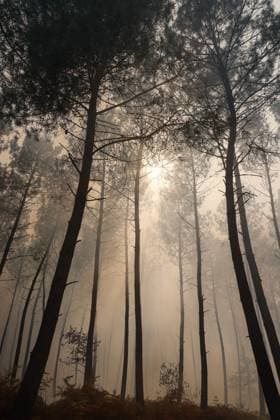 FIRE IN GIRONDE PHOTOPQR LE PARISIEN Olivier Corsan Lège-Cap-Ferret July 29, 2026 Lège-Cap-Ferret, Gironde, France, July 29, 2026 Firefighters battled all day in Sector 21 of Lège Cap Ferret against flare-ups from the Gironde fire, supported by members of the public GIRONDE FIRE July 29, 2026 Lège Cap Ferret, Gironde, France Firefighters battled all day in Sector 21 of Lège Cap Ferret against flare-ups from the Gironde fire, supported by members of the public Local Caption GIRONDE FIRE Lège Cap Ferret Gironde France  Copyright: xPHOTOPQR LExPARISIEN MAXPPPxOlivierxCorsanx 20260729LPA8050 20260729LPA8050