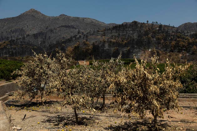 More than 1,000 residents from several municipalities evacuated due to the Vall d’Uixó fire can return to their homes. Fruit trees burned in a wildfire, July 30, 2026, in Alfondeguilla, Castellón, Valencian Community, Spain. The fire is entering its sixth active day, and a temperature inversion is hampering aerial firefighting efforts in some areas. The progress of the Vall d’Uixó fire now allows more than 1,000 residents from the municipalities of Torralba, Ayódar, Fuentes de Ayódar, Villamalur, Almedíjar, and Azuébar in Castellón to return to their homes, while the lockdown on the Nova Onda residential development has been lifted. JULY 30, 2026 FOREST FIRE Ángel Sá Alfondeguilla, Castellón, Valencian Community, Spain  Copyright: xÃngelxSanchezx 7695513