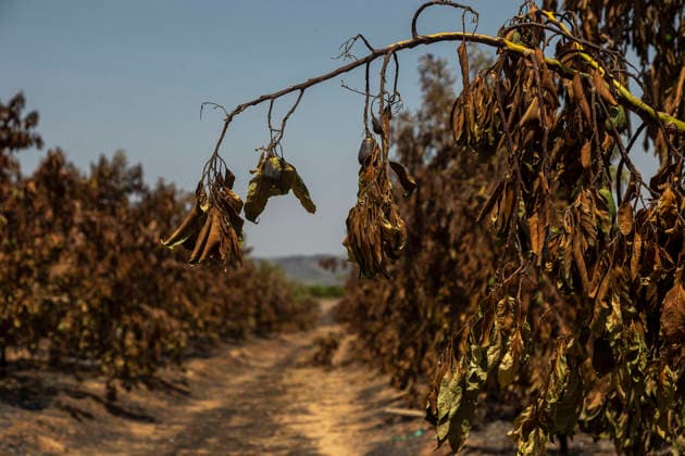 More than 1,000 residents from several municipalities evacuated due to the Vall d’Uixó fire can return to their homes. Fruit trees burned in a wildfire, July 30, 2026, in Alfondeguilla, Castellón, Valencian Community, Spain. The fire is entering its sixth active day, and a temperature inversion is hampering aerial firefighting efforts in some areas. The progress of the Vall d’Uixó fire now allows more than 1,000 residents from the municipalities of Torralba, Ayódar, Fuentes de Ayódar, Villamalur, Almedíjar, and Azuébar in Castellón to return to their homes, while the lockdown on the Nova Onda residential development has been lifted. JULY 30, 2026 FOREST FIRE Ángel Sá Alfondeguilla, Castellón, Valencian Community, Spain  Copyright: xÃngelxSanchezx 7695517