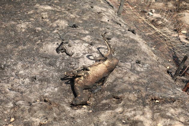 France continues wildfire battle as heat wave keeps Europe on alert BORDEAUX, FRANCE - JULY 30: (EDITORS NOTE: Image depicts death) Firefighters continue efforts to contain a wildfire near Bordeaux in southwestern France as France and Spain battle multiple blazes amid high temperatures and the risk of flare-ups, with active fires reported in Gironde, Var and Cote-d Or and 21 French departments under orange heatwave alerts on July 30, 2026. Four firefighters are injured while battling a fire in the Var department before it is brought under control overnight, including one who suffers a fracture and others affected by minor smoke inhalation, while operations remain difficult due to intense heat and expected southwesterly winds, although crew  Copyright: x2026xAnadoluxMohamadxSalaheldinxAbdelghanixAlsayedx