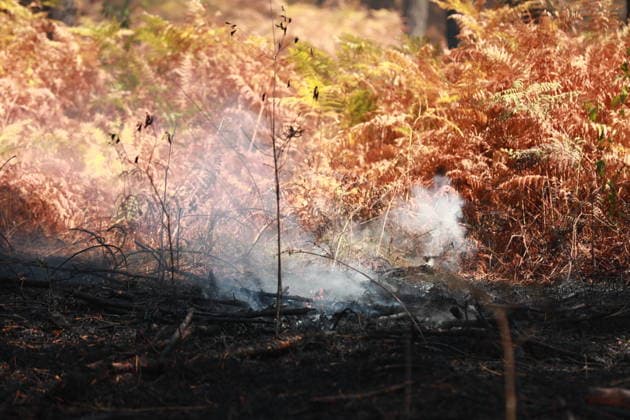 France continues wildfire battle as heat wave keeps Europe on alert BORDEAUX, FRANCE - JULY 30: Firefighters continue efforts to contain a wildfire near Bordeaux in southwestern France as France and Spain battle multiple blazes amid high temperatures and the risk of flare-ups, with active fires reported in Gironde, Var and Cote-d Or and 21 French departments under orange heatwave alerts on July 30, 2026. Four firefighters are injured while battling a fire in the Var department before it is brought under control overnight, including one who suffers a fracture and others affected by minor smoke inhalation, while operations remain difficult due to intense heat and expected southwesterly winds, although crews in Gironde express optimism after a  Copyright: x2026xAnadoluxMohamadxSalaheldinxAbdelghanixAlsayedx