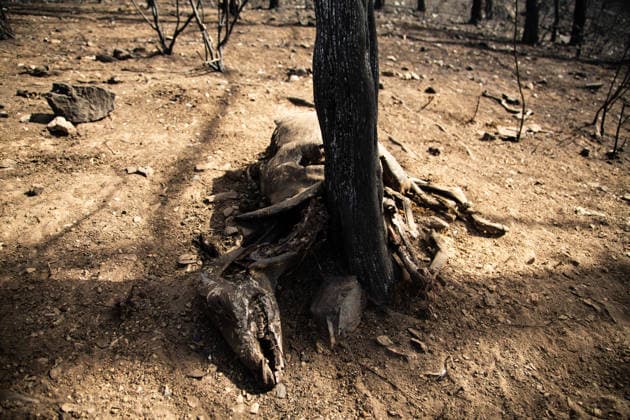 Aftermath of wildfires in Spain AVILA, SPAIN - JULY 30: (EDITORS NOTE: Image depicts graphic content) Wildlife affected by wildfires in the Iruelas Valley, within the municipality of El Tiemblo, near the Burguillo reservoir, in Avila, Spain on July 30, 2026. Tamara Rozas Anadolu Avila Spain. Editorial use only. Please get in touch for any other usage.  Copyright: x2026xAnadoluxTamaraxRozasx