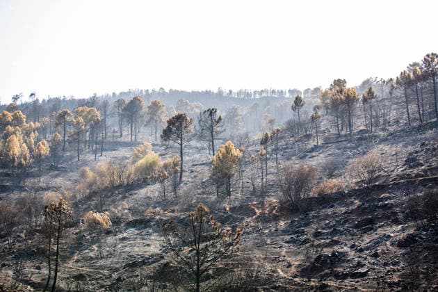 Aftermath of wildfires in Spain AVILA, SPAIN - JULY 30: Burnt forest overlooking the Burguillo reservoir after raging wildfires in Avila, Spain on July 30, 2026. Tamara Rozas Anadolu Avila Spain. Editorial use only. Please get in touch for any other usage.  Copyright: x2026xAnadoluxTamaraxRozasx