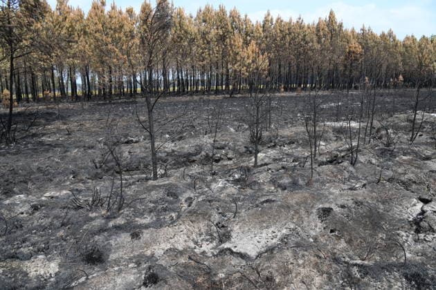 France continues wildfire battle as heat wave keeps Europe on alert BORDEAUX, FRANCE - JULY 30: A view of scorched woodland near Bordeaux, France, on July 30, 2026, after a wildfire burned through the area. Firefighters continue battling flare-ups in the surrounding forest as efforts to contain the wildfire continue. Dragan Lekic Anadolu Bordeaux France. Editorial use only. Please get in touch for any other usage.  Copyright: x2026xAnadoluxDraganxLekicx