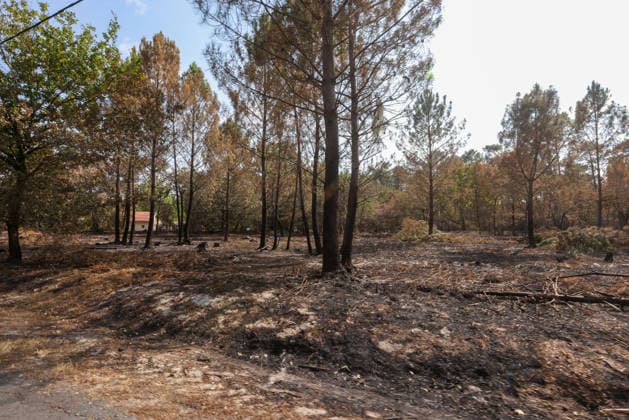 Fires in Gironde: The forest along Avenue du Bassin d Arcachon in Le Porge, Gironde, on July 30, 2026. Jean Marc LHOMER Bestimage. Images of the damage caused by the fires ravaging the Gironde region of France  Copyright: xJean-MarcxLhomerx xBestimagexJean-MarcxLhomerx xBestimagex