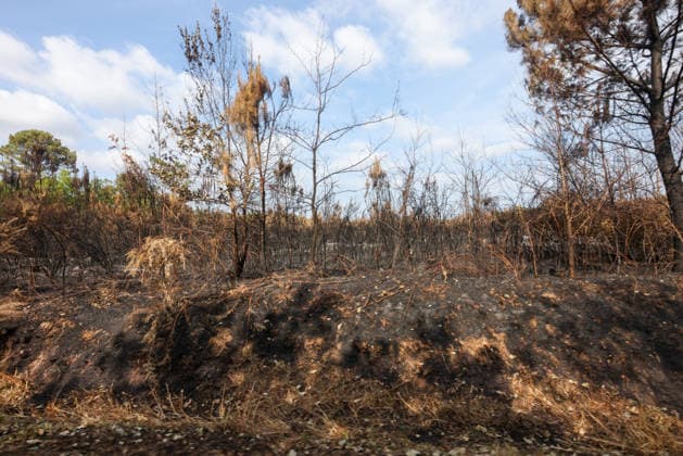 Fires in Gironde: The forest along Avenue du Bassin d Arcachon in Le Porge, Gironde, on July 30, 2026. Jean Marc LHOMER Bestimage. Images of the damage caused by the fires ravaging the Gironde region of France  Copyright: xJean-MarcxLhomerx xBestimagexJean-MarcxLhomerx xBestimagex