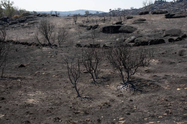 Residents of 12 of the 14 towns evacuated due to the Fermoselle fire have been relocated, and restrictions have been lifted in two municipalities. Land scorched by a wildfire, as of July 31, 2026, in Fornillos de Fermoselle, Zamora, Castile and León, Spain. Castile and León Civil Protection reported this Friday that residents evacuated due to the Fermoselle fire in Zamora—from the towns of Pasariegos, Villar del Buey, Dehesa de Pedraza, Cibanal, Formariz, Muga de Sayago, Tudera, Arganín, Badilla, Cozcurrita, Zafara, Palazuelo de Sayago, and Fornillos de Fermoselle, while lockdown measures have been lifted in the municipalities of Fermoselle and Fariza, and the towns of Mámoles and Pinilla de Fermoselle remain evacuated. Thus, only the town  Copyright: xPalomaxV.xEscarpax 7697506