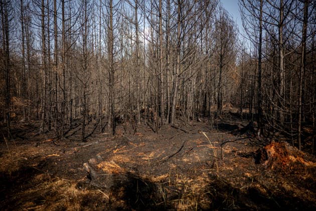 Forest fire extinguishing in the Czech Republic VETRKOVICE, CZECH REPUBLIC - JULY 31: Czech firefighters extinguish a forest and field fire covering an area of ??27 hectares in Vetrkovice (Moravian-Silesian Region), Czech Republic on July 31, 2026. According to a fire department spokesperson, 13 firefighting units are responding. Firefighters are also continuously monitoring the situation using drones, which provide an overview of the fire s development and help manage firefighting efforts. Work will continue into the next night. Lukas Kabon Anadolu Vetrkovice Czech Republic. Editorial use only. Please get in touch for any other usage.  Copyright: x2026xAnadoluxLukasxKabonx