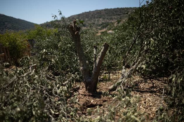Israeli Settlers Cut Down Lemon Trees in Wadi Kana WADI KANA, Salfit, West Bank July 31, 2026: Seventeen lemon trees are cut down after Israeli settlers entered a family s property in Wadi Kana, on the lands of Deir Istiya in the Salfit Governorate, late on Wednesday night. The settlers also damaged the entrance gate to the property. Salfit PS Copyright: x xRomanxLevinx xJNAxPressx