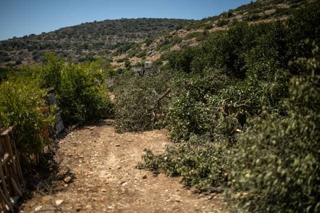 Israeli Settlers Cut Down Lemon Trees in Wadi Kana WADI KANA, Salfit, West Bank July 31, 2026: Seventeen lemon trees are cut down after Israeli settlers entered a family s property in Wadi Kana, on the lands of Deir Istiya in the Salfit Governorate, late on Wednesday night. The settlers also damaged the entrance gate to the property. Salfit PS Copyright: x xRomanxLevinx xJNAxPressx