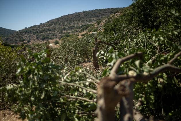 Israeli Settlers Cut Down Lemon Trees in Wadi Kana WADI KANA, Salfit, West Bank July 31, 2026: Seventeen lemon trees are cut down after Israeli settlers entered a family s property in Wadi Kana, on the lands of Deir Istiya in the Salfit Governorate, late on Wednesday night. The settlers also damaged the entrance gate to the property. Salfit PS Copyright: x xRomanxLevinx xJNAxPressx