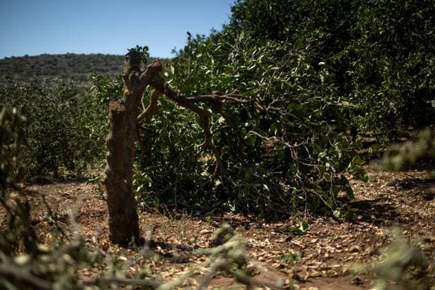 July 31, 2026, Salfit, PS: WADI KANA, Salfit, West Bank Ã¢â‚¬ July 31, 2026: Seventeen lemon trees are cut down after Israeli settlers entered a family s property in Wadi Kana, on the lands of Deir Istiya in the Salfit Governorate, late on Wednesday night. The settlers also damaged the entrance gate to the property. Salfit PS  - ZUMAq101 20260731_zna_q101_120 Copyright: xRomanxLevinx