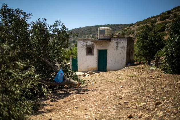 July 31, 2026, Salfit, PS: WADI KANA, Salfit, West Bank Ã¢â‚¬ July 31, 2026: Seventeen lemon trees are cut down after Israeli settlers entered a family s property in Wadi Kana, on the lands of Deir Istiya in the Salfit Governorate, late on Wednesday night. The settlers also damaged the entrance gate to the property. Salfit PS - ZUMAq101 20260731_zna_q101_145 Copyright: xRomanxLevinx