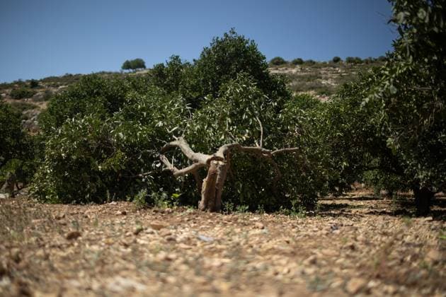 July 31, 2026, Salfit, PS: WADI KANA, Salfit, West Bank Ã¢â‚¬ July 31, 2026: Seventeen lemon trees are cut down after Israeli settlers entered a family s property in Wadi Kana, on the lands of Deir Istiya in the Salfit Governorate, late on Wednesday night. The settlers also damaged the entrance gate to the property. Salfit PS - ZUMAq101 20260731_zna_q101_146 Copyright: xRomanxLevinx