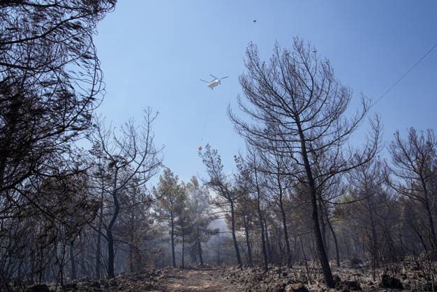 Firefighting efforts continue in Izmir??????? IZMIR, TURKIYE - AUGUST 01: Turkish General Directorate of Forestry teams and firefighters, supported by aircraft, fight a forest fire in the Tinaztepe neighborhood of Buca district in Izmir, Turkiye on August 01, 2026. Aerial and ground teams continue efforts to bring the blaze under control. Berkan Cetin Anadolu Izmir Turkey. Editorial use only. Please get in touch for any other usage.  Copyright: x2026xAnadoluxBerkanxCetinx