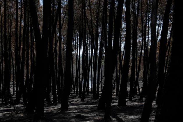 The Burgohondo fire in Ávila is progressing as expected, with 50 firefighters from Catar Bosque now deployed to tackle smoldering embers in Casavieja, as of August 1, 2026, in Ávila, Castile and León, Spain. The regional delegate of the Regional Government in Ávila, José Francisco Hernández Herrero, has stated that the Burgohondo wildfire is progressing as expected and has expressed confidence that it can be brought under complete control in the coming hours or days, although for the time being it remains at Level 2 on the Potential Severity Index (IGR) August 2, 2026 FIRE NATURAL DISASTER BURNT LANDSCAPE CHARRED SMOKE GARDEN TIÉTAR VALLEY LA ADRADA CASAVIEJA PIEDRALAVES FOREST EMbers ASH Casavieja, Ávila, Castile and León Casavieja, Ávila  Copyright: xGabrixSolerax 7698504