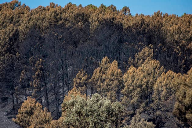 The fire in Burgohondo, Ávila, is progressing as expected, and 50 firefighters from Catar have been deployed. Burned trees at the La Adrada Botanical Garden, as of August 1, 2026, in Ávila, Castile and León, Spain. The regional delegate of the Regional Government in Ávila, José Francisco Hernández Herrero, has stated that the Burgohondo wildfire is progressing as expected and has expressed confidence that it can be fully brought under control in the coming hours or days, although for the time being it remains at Level 2 on the Potential Severity Index (IGR) 2 AUGUST 2026 FIRE NATURAL DISASTER BURNT LANDSCAPE CHARRED SMOKE GARDEN TIÉTAR VALLEY LA ADRADA CASAVIEJA PIEDRALAVES La Adrada, Ávila, Castile and León La Adrada, Ávila, Castile and L  Copyright: xGabrixSolerax 7698509