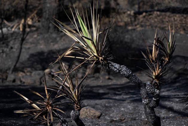 The fire in Burgohondo, Ávila, is progressing as expected, and 50 firefighters from Catar have been deployed. Burned plants at the La Adrada Botanical Garden, as of August 1, 2026, in Ávila, Castile and León, Spain. The regional delegate of the Regional Government in Ávila, José Francisco Hernández Herrero, has stated that the Burgohondo wildfire is progressing as expected and has expressed confidence that it can be brought under complete control in the coming hours or days, although for the time being it remains at Level 2 on the Potential Severity Index (IGR) 2 AUGUST 2026 FIRE NATURAL FIRE BURNT LANDSCAPE CHARRED SMOKE GARDEN TIÉTAR VALLEY LA ADRADA CASAVIEJA PIEDRALAVES La Adrada, Ávila, Castile and León La Adrada, Ávila, Castile and L  Copyright: xGabrixSolerax 7698511