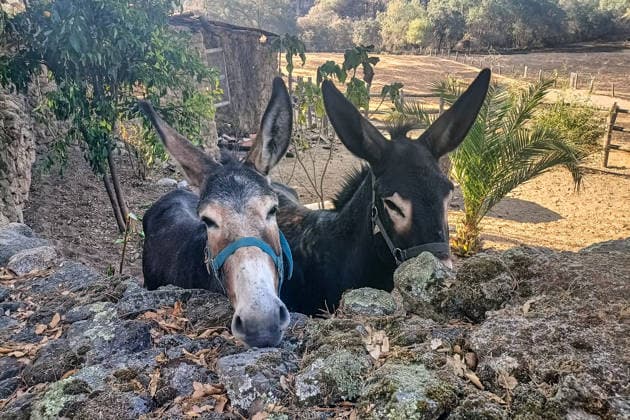 The fire in Burgohondo, Ávila, is progressing as expected, and 50 firefighters from Catar have been deployed. Two donkeys at the La Adrada Botanical Garden, August 1, 2026, in Ávila, Castile and León, Spain. The regional delegate of the Regional Government in Ávila, José Francisco Hernández Herrero, has stated that the Burgohondo wildfire is progressing as expected and has expressed confidence that it can be brought under complete control in the coming hours or days, although for the time being it remains at Level 2 on the Potential Severity Index (IGR) 2 AUGUST 2026 FIRE NATURAL DISASTER BURNT LANDSCAPE SMOKE GARDEN TIÉTAR VALLEY LA ADRADA CASAVIEJA PIEDRALAVES SCULPTURE DONKEYS La Adrada, Ávila, Castile and León La Adrada, Ávila, Castile  Copyright: xGabrixSolerax 7698524