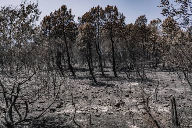 The Burgohondo, Ávila, wildfire is progressing as expected, and 50 firefighters from Catar Vista have been deployed one week after the fire broke out, on August 1, 2026, in La Adrada, Castile and León, Spain. The regional delegate of the Regional Government in Ávila, José Francisco Hernández Herrero, has stated that the Burgohondo wildfire is progressing as expected and has expressed confidence that it can be brought under complete control in the coming hours or days, although for the time being it remains at Level 2 on the Potential Severity Index (IGR) 2 AUGUST 2026 FIRE NATURAL DISASTER BURNT LANDSCAPE CHARRED SMOKE GARDEN TIÉTAR VALLEY LA ADRADA CASAVIEJA PIEDRALAVES SCULPTURE DONKEYS CAR César Vallejo Rodrí La Adrada, Ávila, Castile a  Copyright: xCÃ sarxVallejoxRodriguezx 7698631