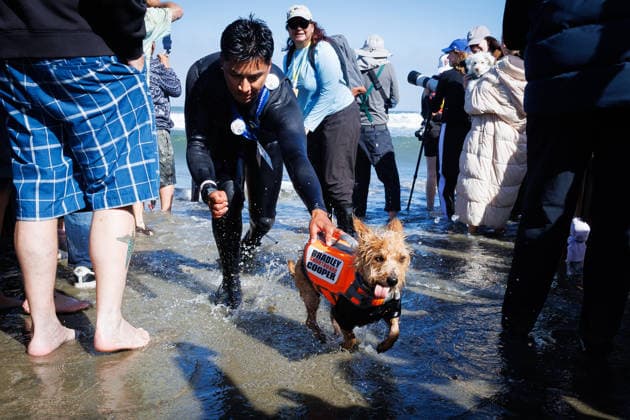 August 1, 2026, Pacifica, California, USA: Bradley Shortboard Copper attempts to run from the waves before the start of the heat during the 10th annual World Dog Surfing Championships at Linda Mar Beach in Pacifica, Calif. on Saturday, Aug. 1, 2026. Pacifica USA  - ZUMAt176 20260801_zsp_t176_002 Copyright: xJacksonxTammariellox
