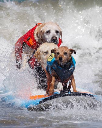 August 1, 2026, Pacifica, California, USA: (From L-R) Rippin Rosie, Charlie, and Carson Surf Dog ride in tandem during the 10th annual World Dog Surfing Championships at Linda Mar Beach in Pacifica, Calif. on Saturday, Aug. 1, 2026. Pacifica USA  - ZUMAt176 20260801_zsp_t176_007 Copyright: xJacksonxTammariellox