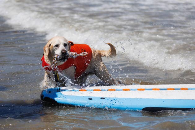 August 1, 2026, Pacifica, California, USA: Charlie the dog pulls his surfboard toward the waves during the 10th annual World Dog Surfing Championships at Linda Mar Beach in Pacifica, Calif. on Saturday, Aug. 1, 2026. Pacifica USA  - ZUMAt176 20260801_zsp_t176_008 Copyright: xJacksonxTammariellox
