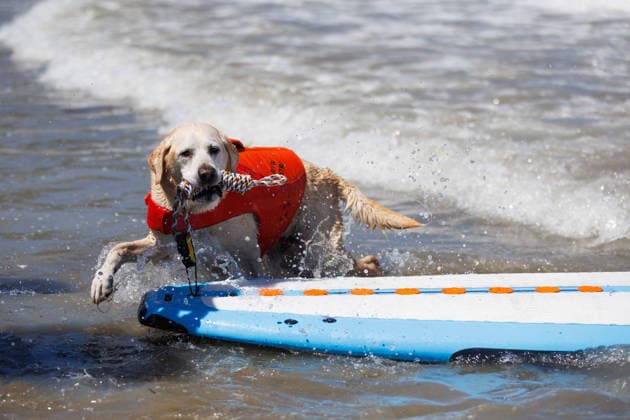 August 1, 2026, Pacifica, California, USA: Charlie the dog pulls his surfboard toward the waves during the 10th annual World Dog Surfing Championships at Linda Mar Beach in Pacifica, Calif. on Saturday, Aug. 1, 2026. Pacifica USA  - ZUMAt176 20260801_zsp_t176_009 Copyright: xJacksonxTammariellox