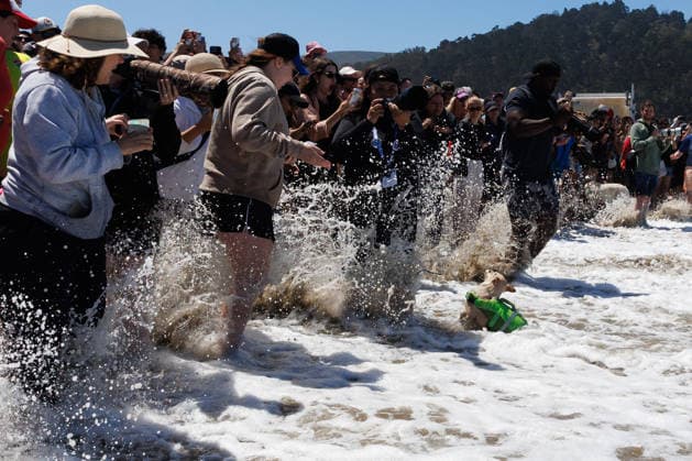 August 1, 2026, Pacifica, California, USA: A dog surfer crashes into the shore as a giant wave thrashes a spectating crowd during the 10th annual World Dog Surfing Championships at Linda Mar Beach in Pacifica, Calif. on Saturday, Aug. 1, 2026. Pacifica USA  - ZUMAt176 20260801_zsp_t176_011 Copyright: xJacksonxTammariellox