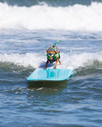 August 1, 2026, Pacifica, California, USA: Rusty the dog surfs the waves in the small dog heat during the 10th annual World Dog Surfing Championships at Linda Mar Beach in Pacifica, Calif. on Saturday, Aug. 1, 2026. Pacifica USA  - ZUMAt176 20260801_zsp_t176_012 Copyright: xJacksonxTammariellox