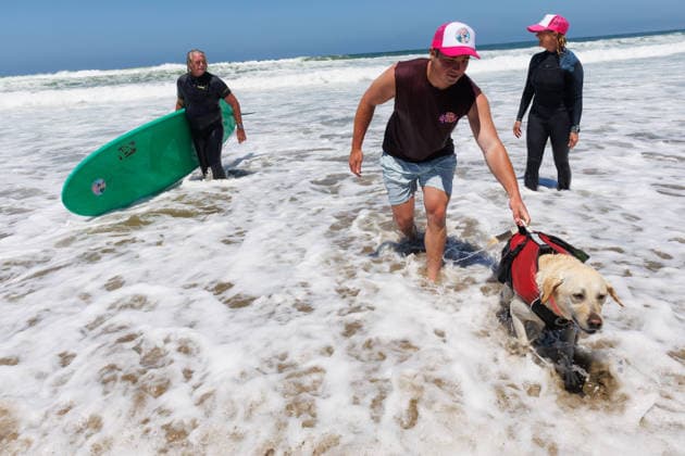 August 1, 2026, Pacifica, California, USA: Rippin Rosie the yellow lab walks from the surf during the 10th annual World Dog Surfing Championships at Linda Mar Beach in Pacifica, Calif. on Saturday, Aug. 1, 2026. Pacifica USA  - ZUMAt176 20260801_zsp_t176_013 Copyright: xJacksonxTammariellox