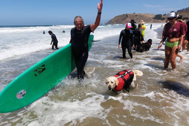 August 1, 2026, Pacifica, California, USA: Rosie the yellow lab and Steve Drottar celebrate after the finish their heat during the 10th annual World Dog Surfing Championships at Linda Mar Beach in Pacifica, Calif. on Saturday, Aug. 1, 2026. Pacifica USA  - ZUMAt176 20260801_zsp_t176_014 Copyright: xJacksonxTammariellox