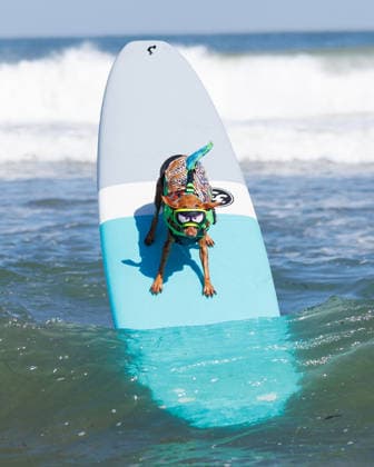August 1, 2026, Pacifica, California, USA: Rusty the dog surfs the waves in the small dog heat during the 10th annual World Dog Surfing Championships at Linda Mar Beach in Pacifica, Calif. on Saturday, Aug. 1, 2026. Pacifica USA  - ZUMAt176 20260801_zsp_t176_016 Copyright: xJacksonxTammariellox