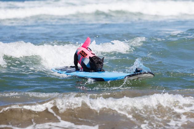 August 1, 2026, Pacifica, California, USA: Iza the surfing French bulldog rides a wave during the 10th annual World Dog Surfing Championships at Linda Mar Beach in Pacifica, Calif. on Saturday, Aug. 1, 2026. Pacifica USA  - ZUMAt176 20260801_zsp_t176_020 Copyright: xJacksonxTammariellox